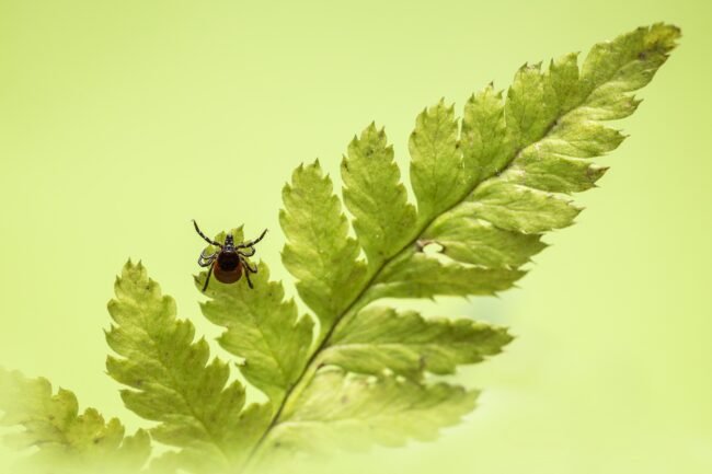 ixodes-ricinus-5260402_1920 ixodes-ricinus