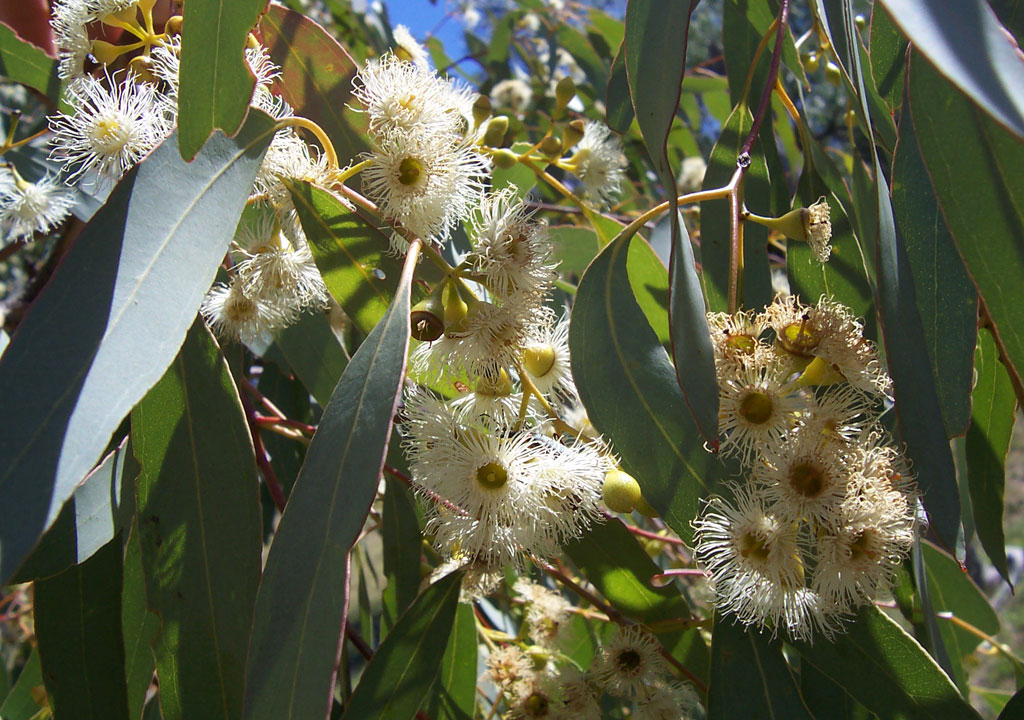 eukaliptus flowers