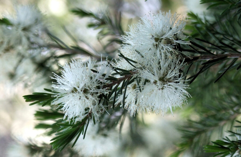 Stany zapalne – Tea Tree
