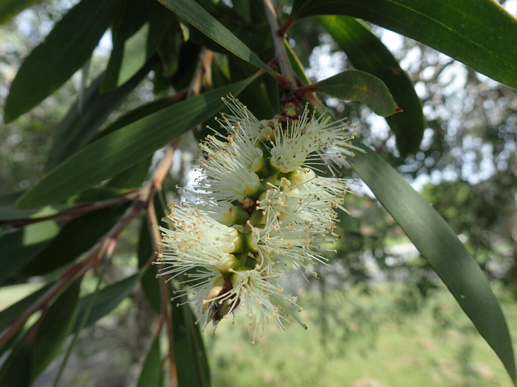 Drogi oddechowe – Niaouli