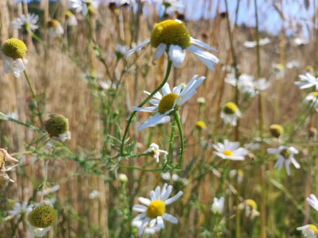 IMG_20220720_101437 daisies