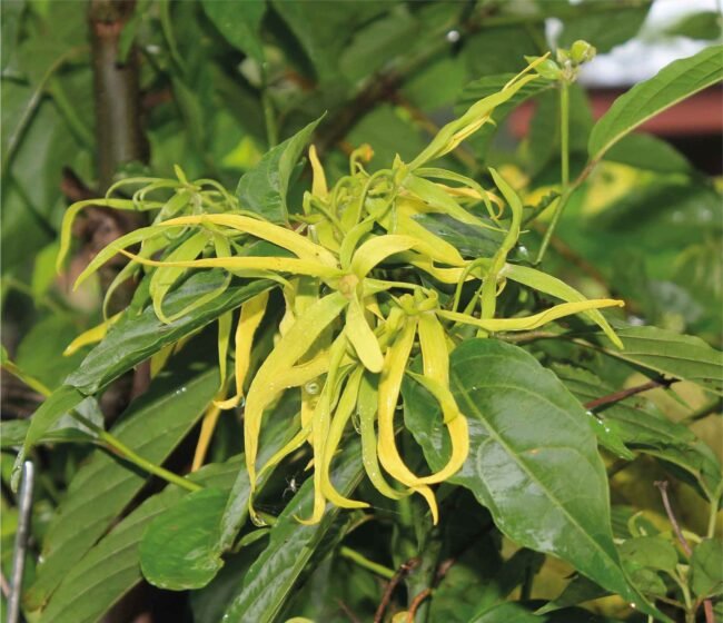 YLANG YLANG