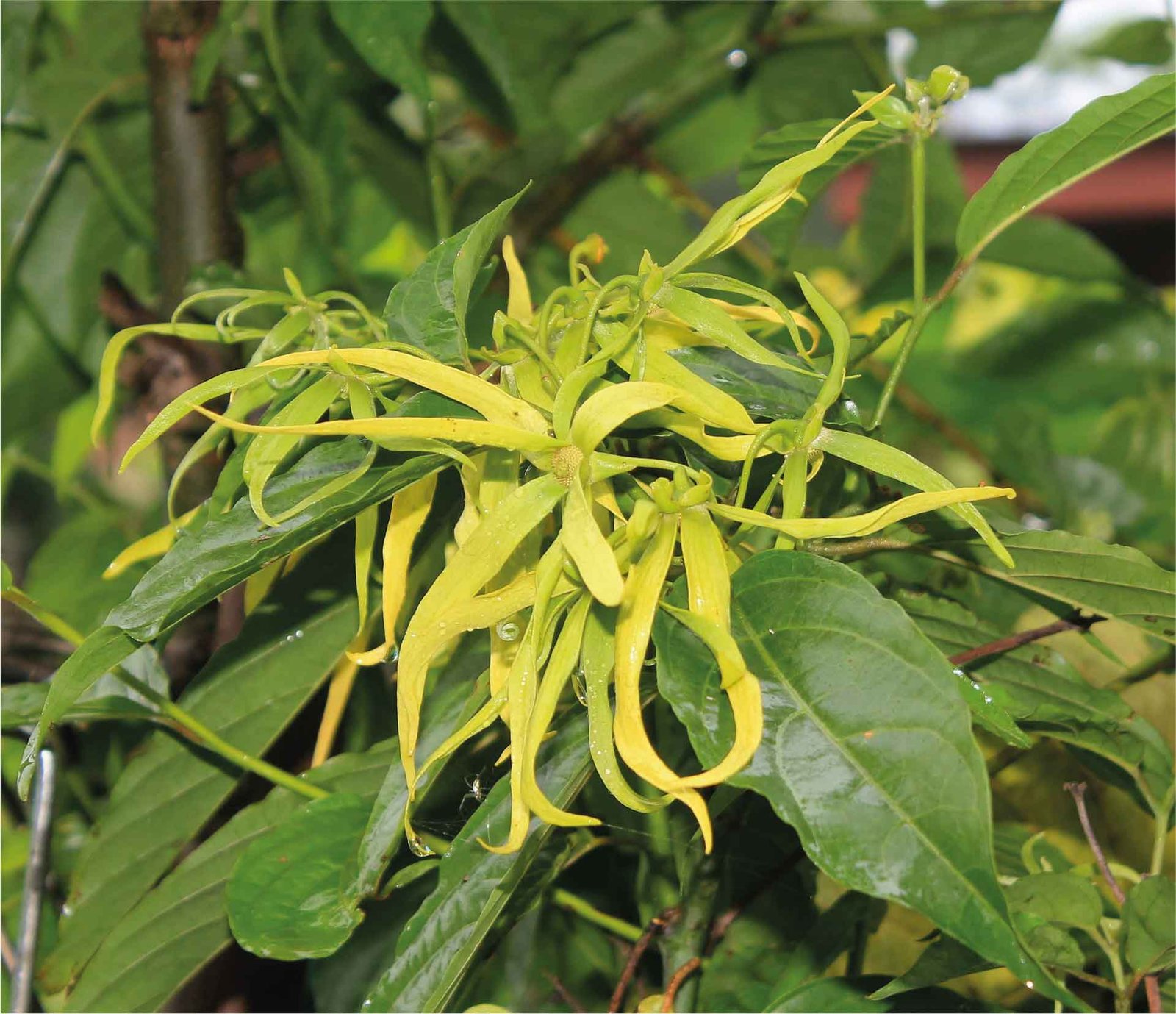 YLANG YLANG